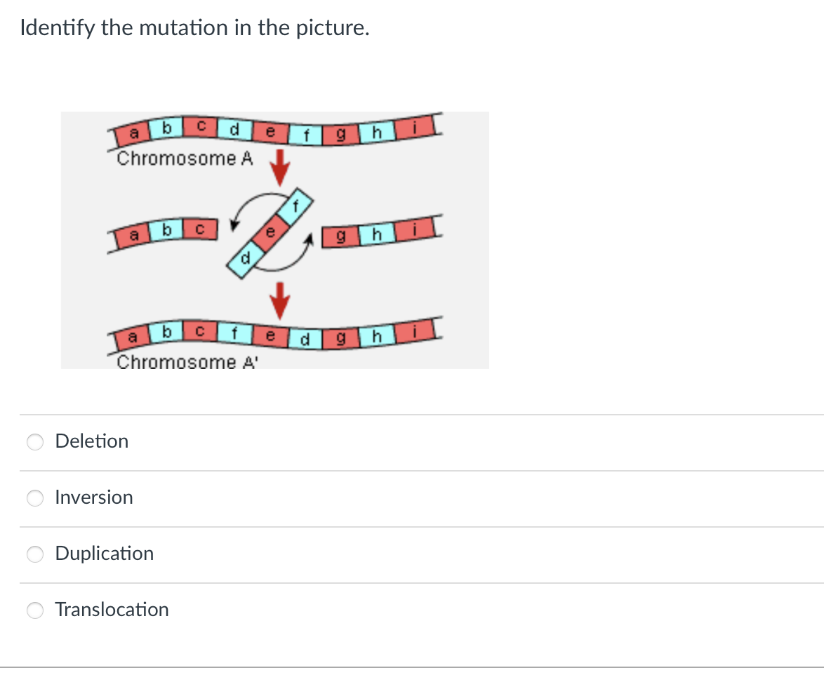 Solved Identify the mutation in the | Chegg.com