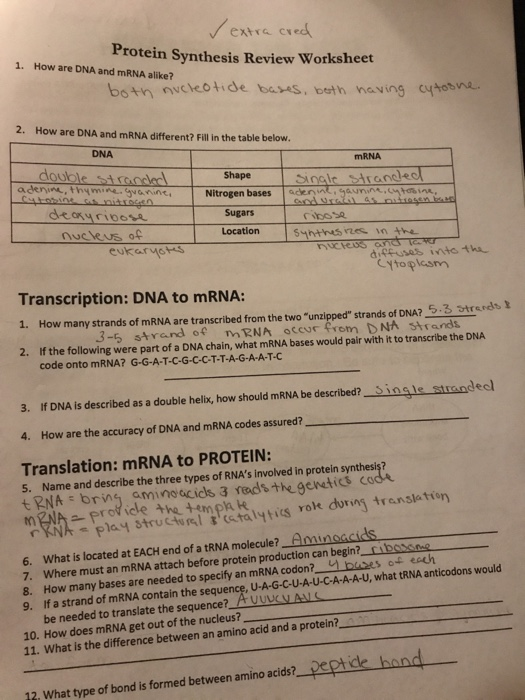 Protein Synthesis Worksheet Answer Key