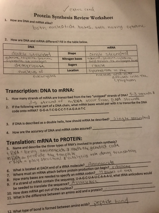 Protein Synthesis Review Worksheet Answers