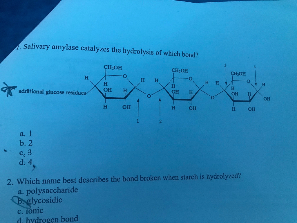 Solved . Salivary amylase catalyzes the hydrolysis of which | Chegg.com