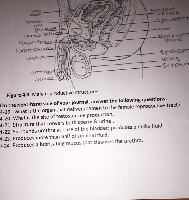 Solved Urinary bladder mma G, 5emn vesicie epaculatory | Chegg.com