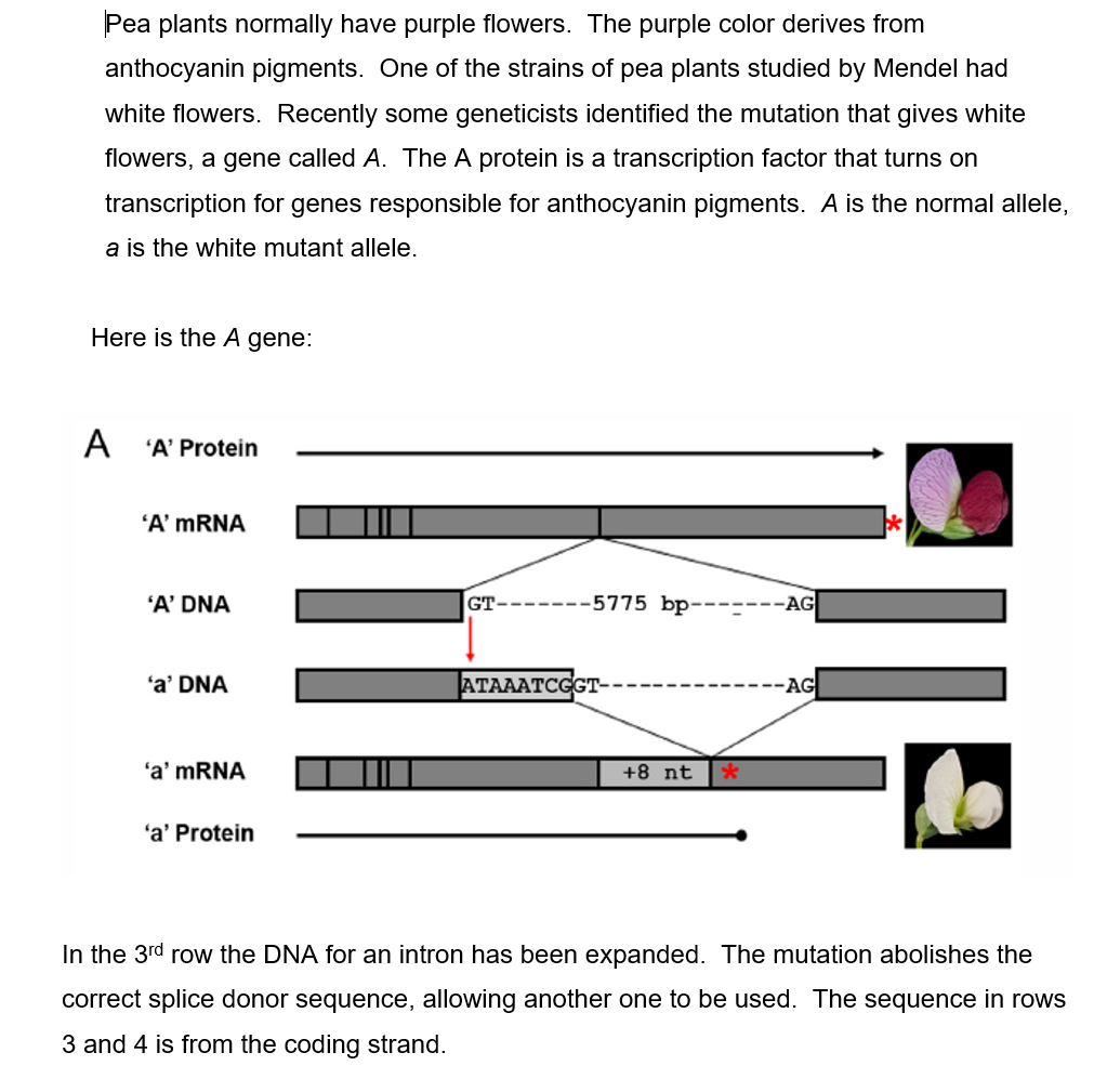 Solved Please Help!!! 1)The normal splice donor sequence | Chegg.com