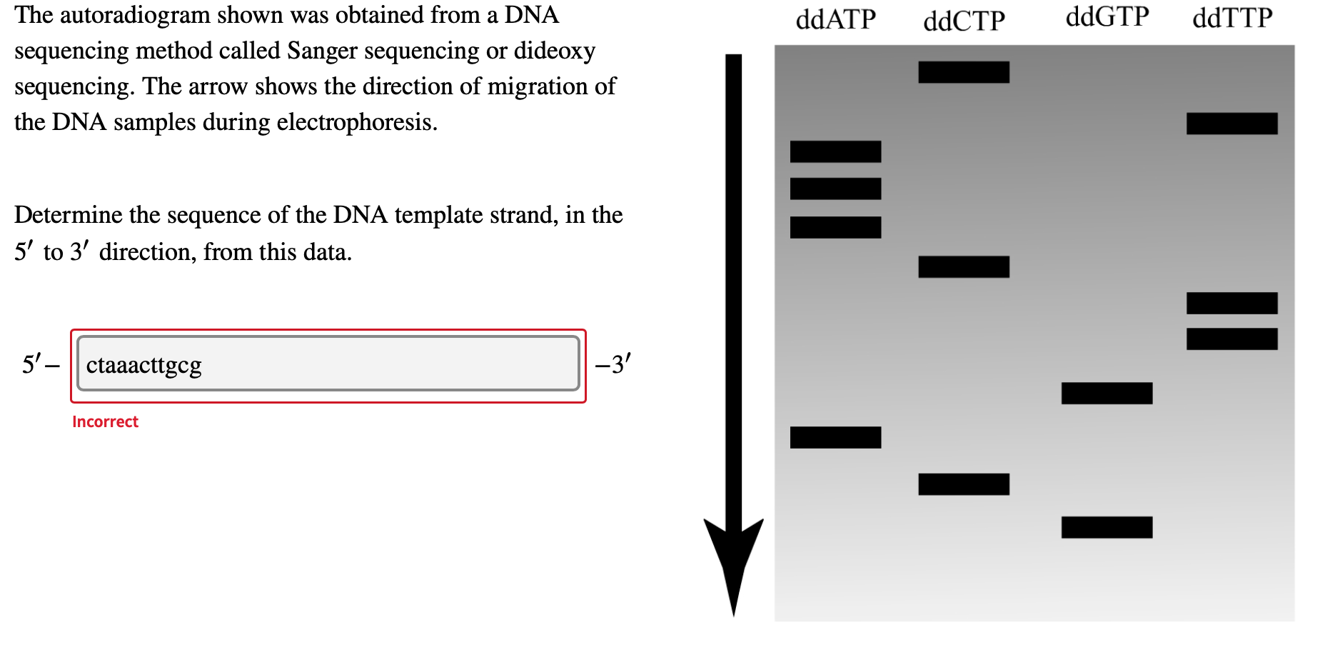 Solved ddATP ddCTP ddGTP ddTTP The autoradiogram shown was