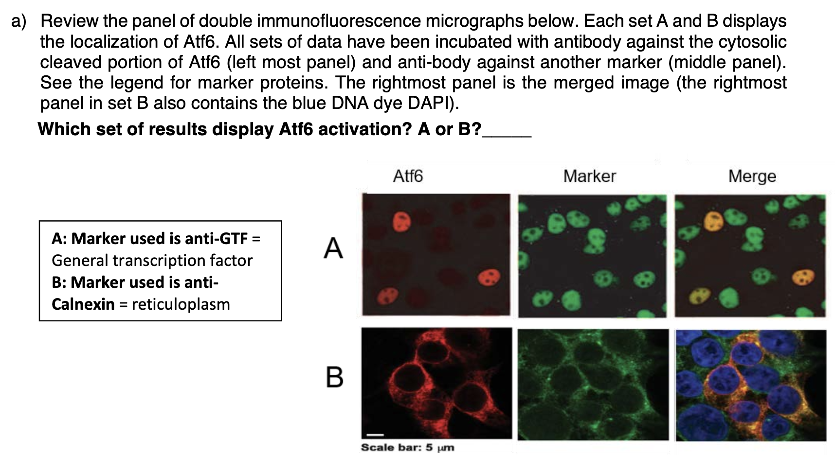 Solved a) Review the panel of double immunofluorescence | Chegg.com