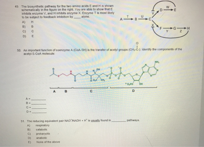 Solved 49. The biosynthetic pathway for the two amino acids | Chegg.com