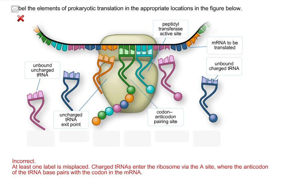 wbel-the-elements-of-prokaryotic-translation-in-the-chegg