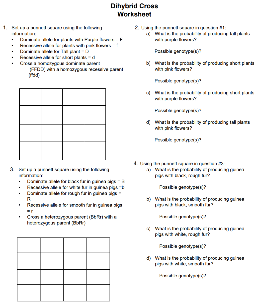 dihybrid cross punnett square worksheet