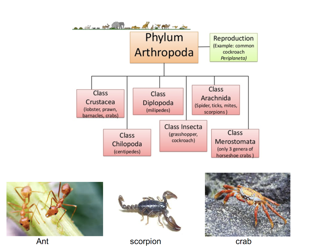 Solved Phylum Arthropoda Reproduction (Example: common 