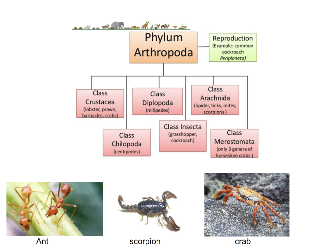 examples of arthropods