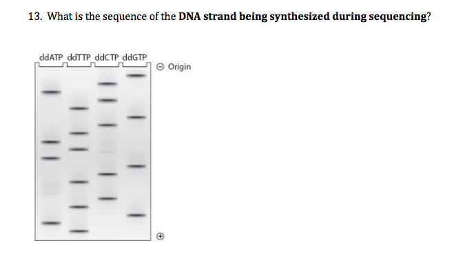 Solved 13. What is the sequence of the DNA strand being | Chegg.com