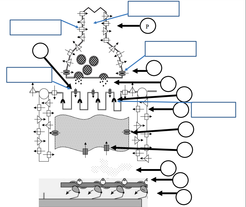 Solved 1. Fill in the circles on the attached diagram with | Chegg.com