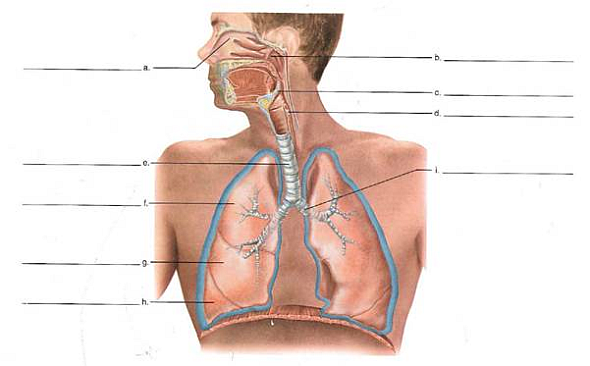 human respiratory system diagram labeled
