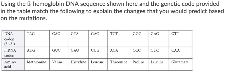 Solved Using the B-hemoglobin DNA sequence shown here and | Chegg.com