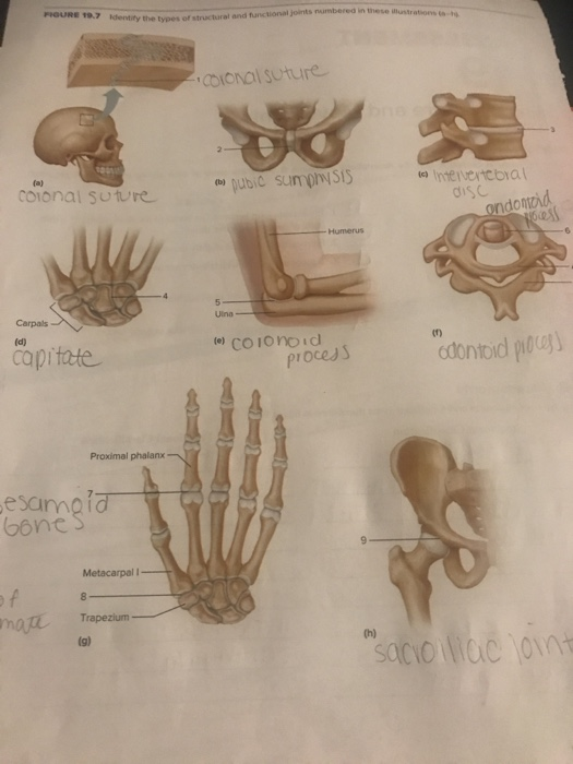 solved-use-the-image-in-19-7-to-answer-the-structural-and-chegg