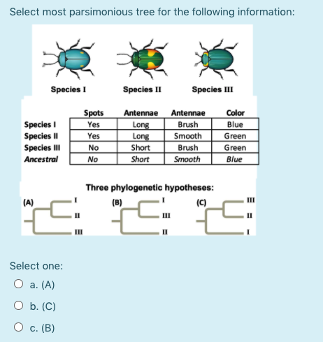 Most parsimonious phylogenetic tree of the K1 + 16362 cluster