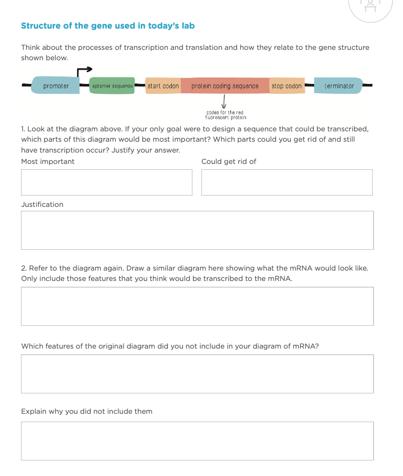 Solved Structure of the gene used in today's lab Think about | Chegg.com