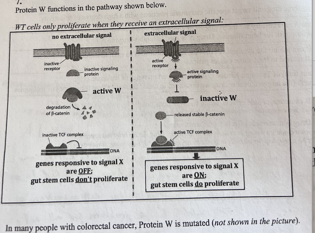 Solved Protein W functions in the pathway shown below. | Chegg.com