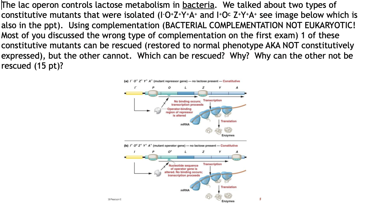 Solved The lac operon controls lactose metabolism in | Chegg.com