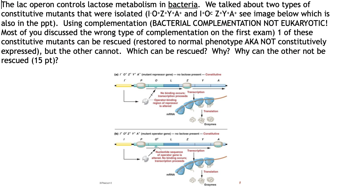 Solved Normal function of the lac operon means that the cell