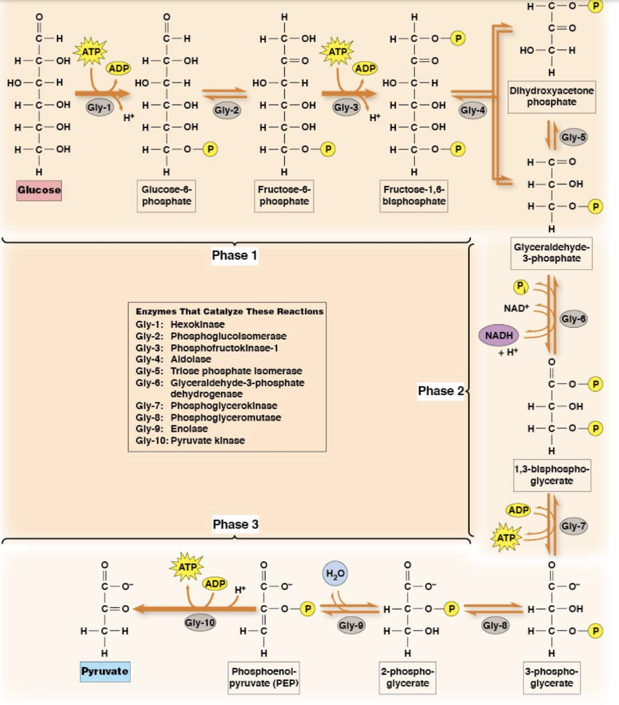 Solved Fig 9 7 In The Textbook The Big Scary Glycolysis Chegg Com