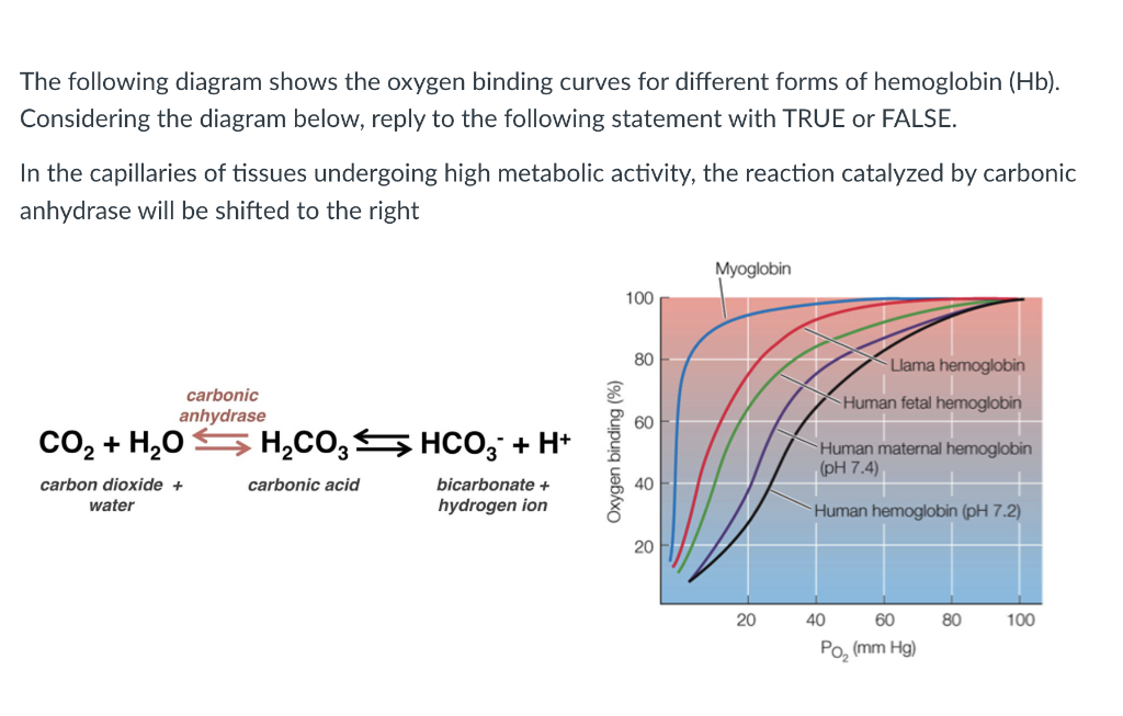 Solved The Following Diagram Shows The Oxygen Binding Curves | Chegg.com