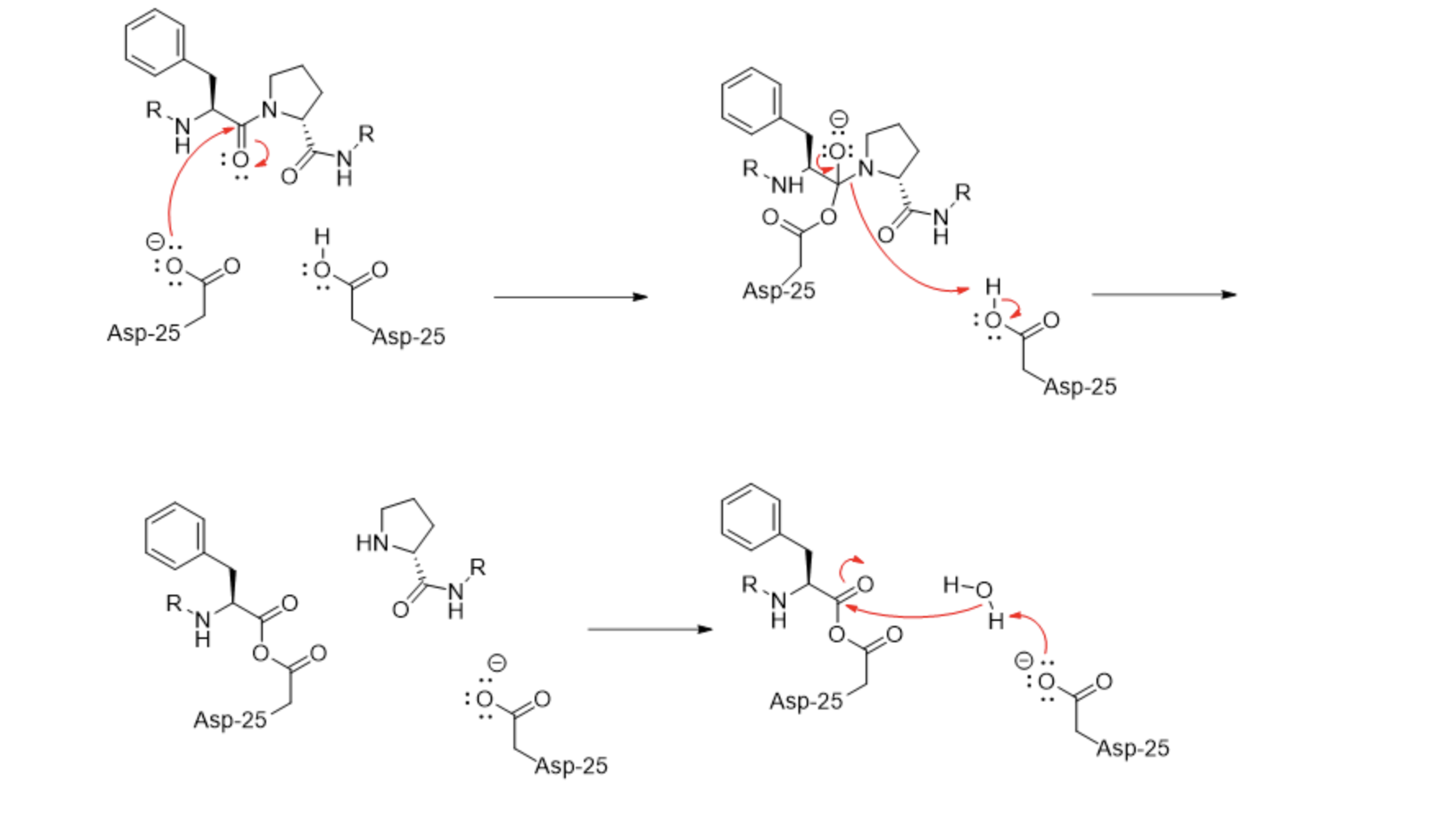 The HIV protease has two Asp residues in the active | Chegg.com