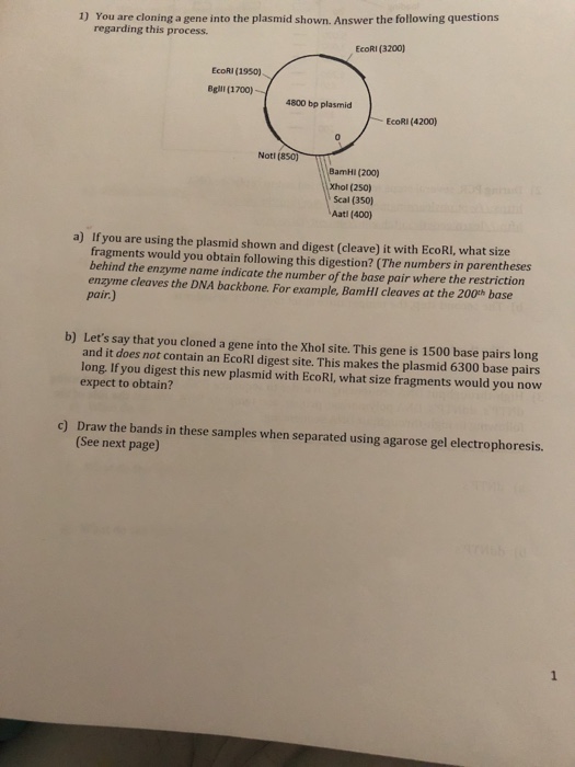 Solved You are cloning a gene into the plasmid shown. Answer