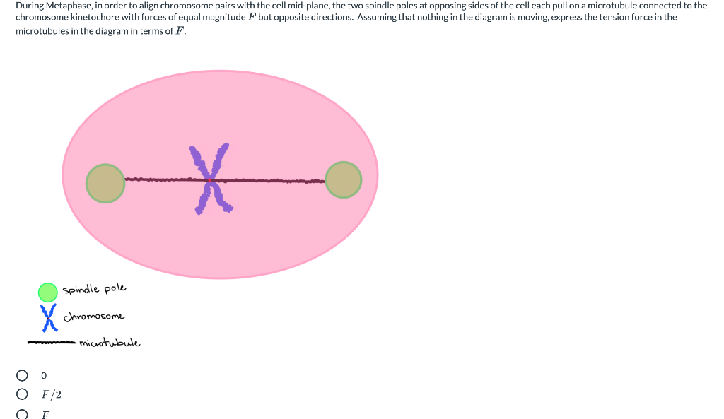 Solved During Metaphase in order to align chromosome pairs Biology Diagrams