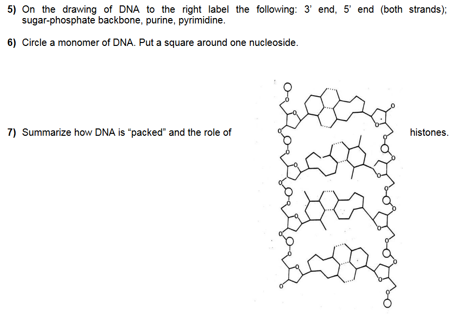 Solved 5) On the drawing of DNA to the right label the | Chegg.com