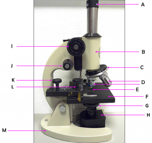 Solved Record a description of the microscope, including the | Chegg.com