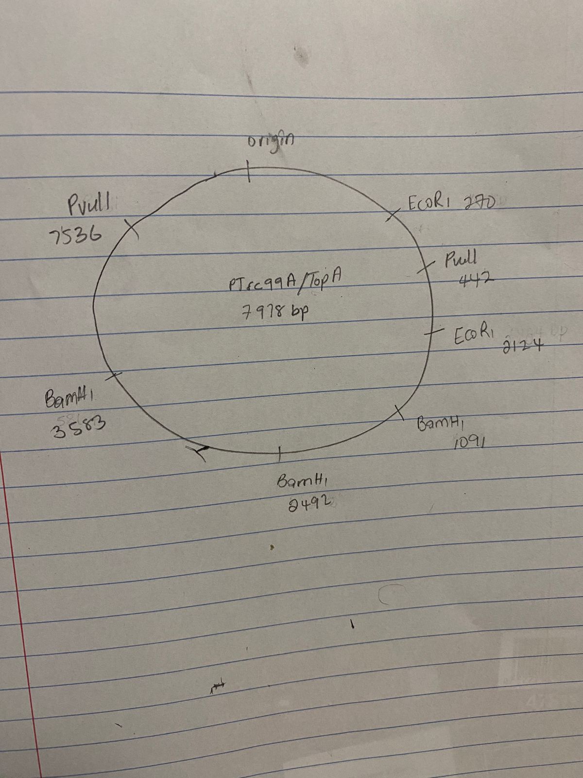 Solved Draw A Restriction Map Of The Recombinant Plasmid, | Chegg.com