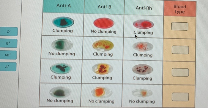 blood-type-testing-diagram-quizlet