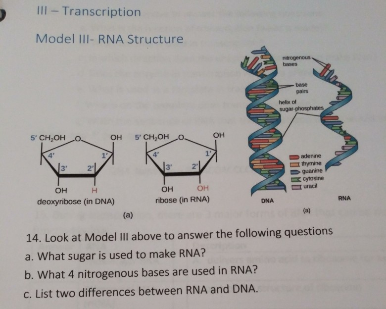 Solved 1 Several Enzymes And Proteins Participate In Dna Chegg Com