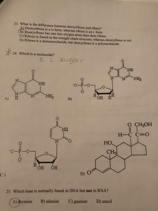 Solved 23. What Is The Difference Between Deoxyribose And&hellip;