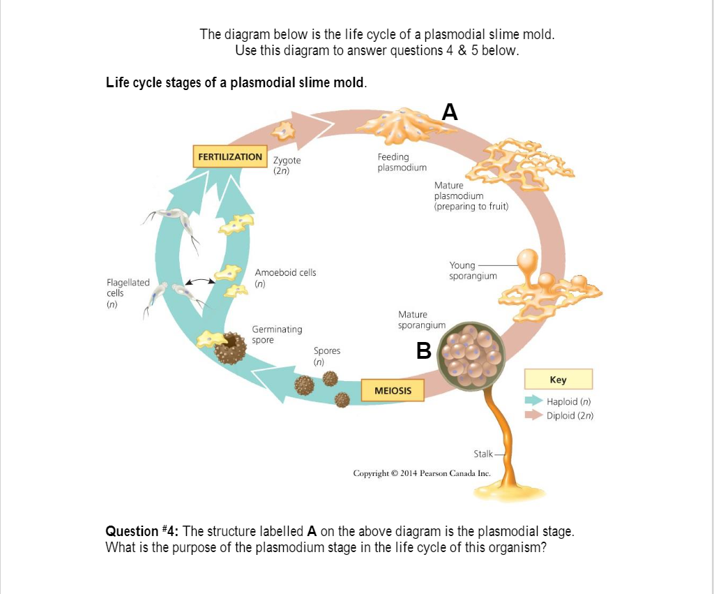 slime mold diagram