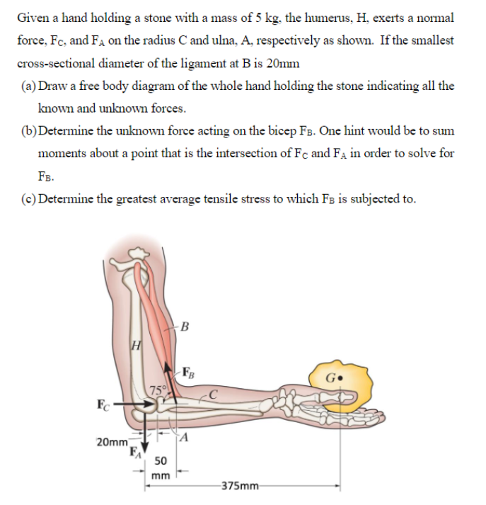 Solved Given a hand holding a stone with a mass of 5 kg, the | Chegg.com
