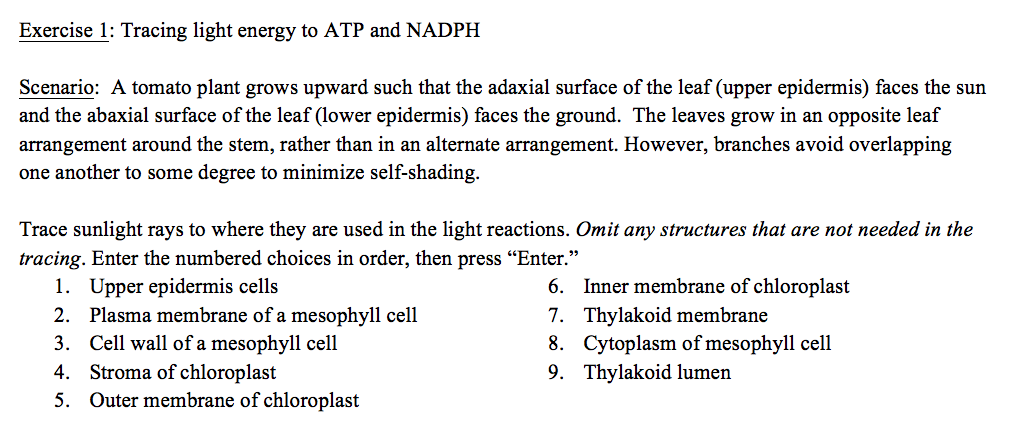 Solved Exercise 1: Tracing light energy to ATP and NADPH | Chegg.com