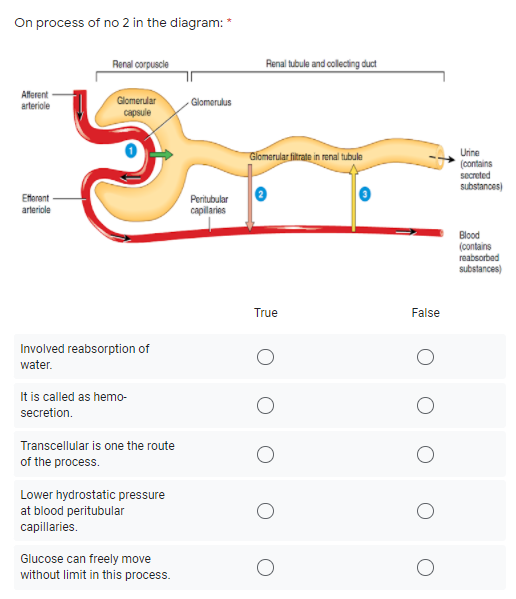 renal tubule and renal corpuscle