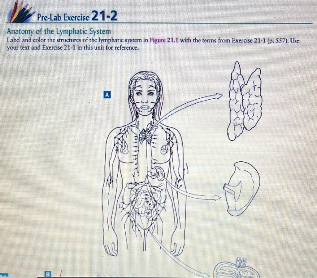 "PreLab Exercise 212 Anatomy of the Lymphatic