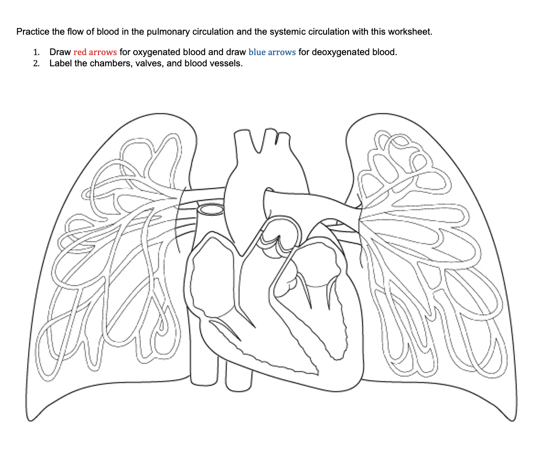 Solved Practice the flow of blood in the pulmonary | Chegg.com