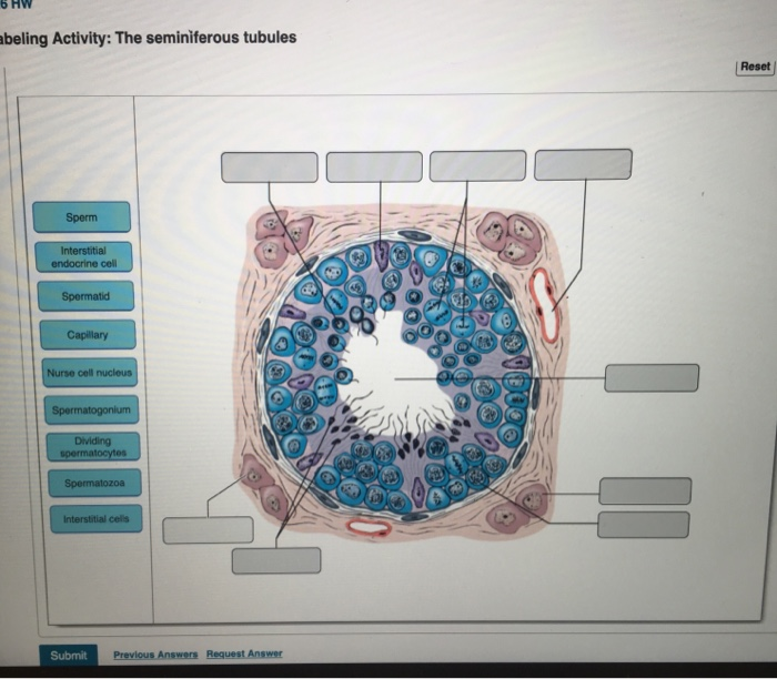 Solved 6 HW abeling Activity: The seminiferous tubules Reset | Chegg.com