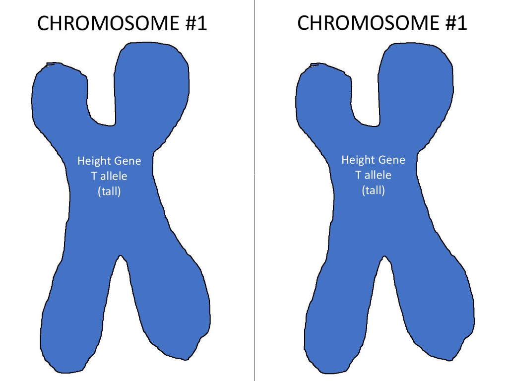 Solved Assignment Instructions: Cut Out The Chromosomes. | Chegg.com