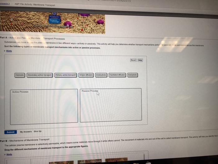 Solved 2 A P Flix Activity Membrane Transport Part A Acto Chegg com