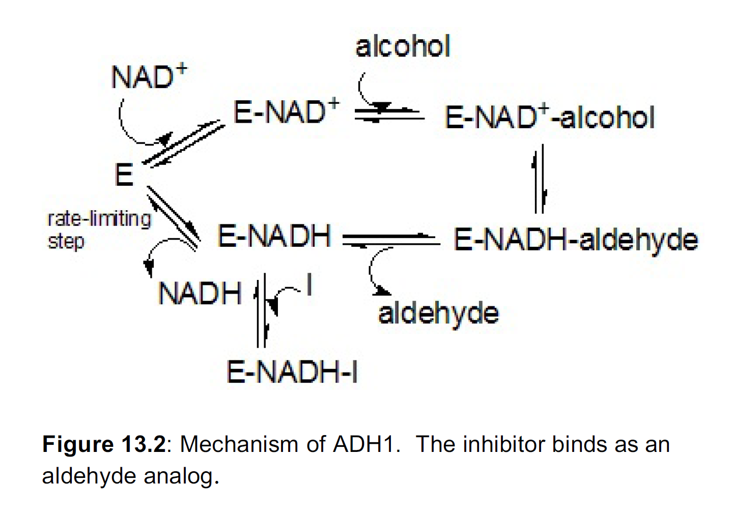 Solved Alcohol Dehydrogenase (ADH) Is The Enzyme That Is