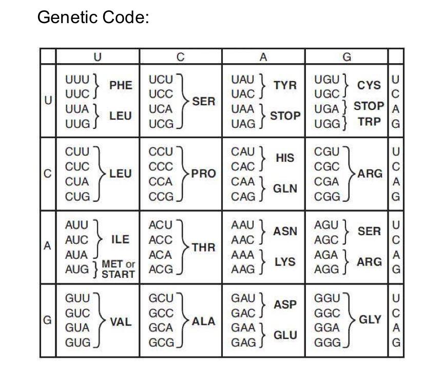 Solved 1. The hemoglobin-beta (HBB) gene is implicated in | Chegg.com