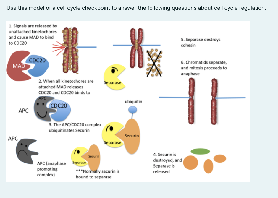 solved-use-this-model-of-a-cell-cycle-checkpoint-to-answer-chegg