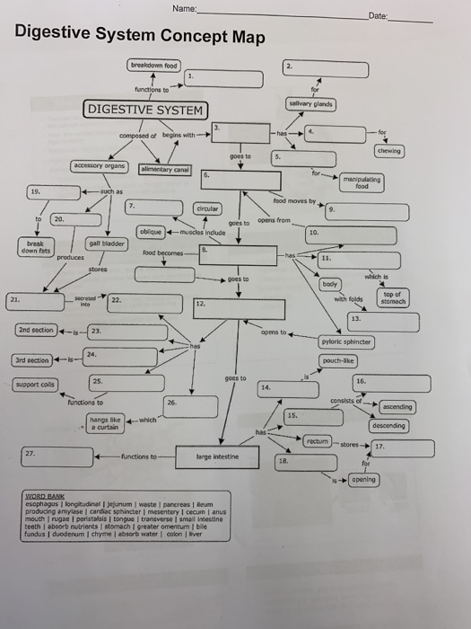 Digestion Concept Map   Image 