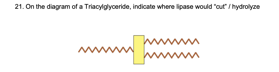 21. On the diagram of a Triacylglyceride, indicate where lipase would cut / hydrolyze