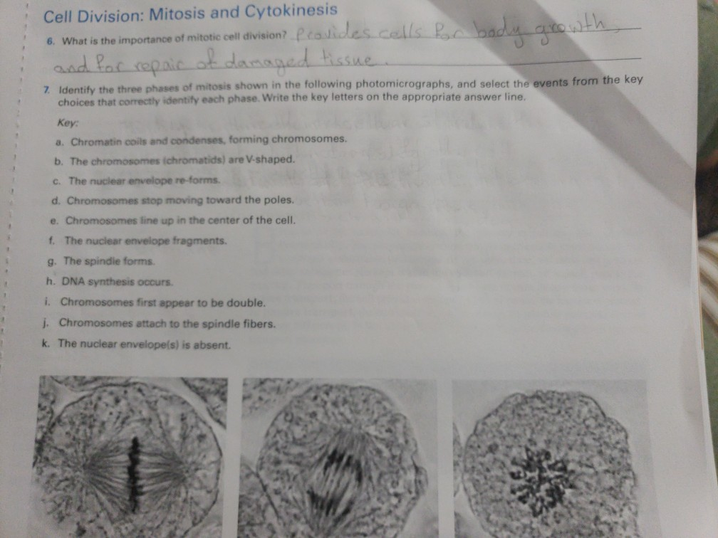 solved-cell-division-mitosis-and-cytokinesis-6-what-is-the-chegg