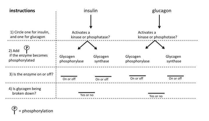 instructions insulin glucagon 1) Circle one for insulin, and one for glucagon Activates a kinase or phosphatase? Activates a